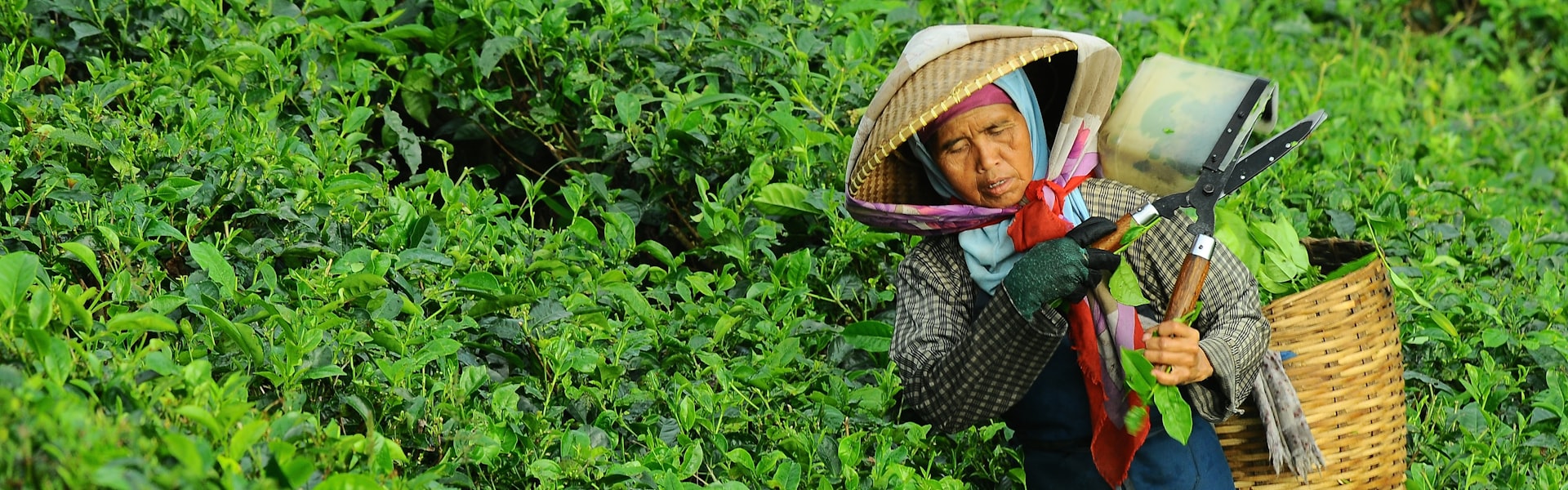 从茶园到茶杯 · 全程质量可追溯