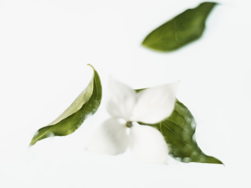 横县茉莉花茶