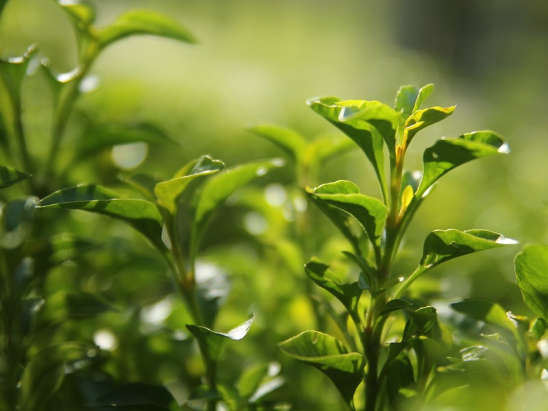凌云白毫绿茶