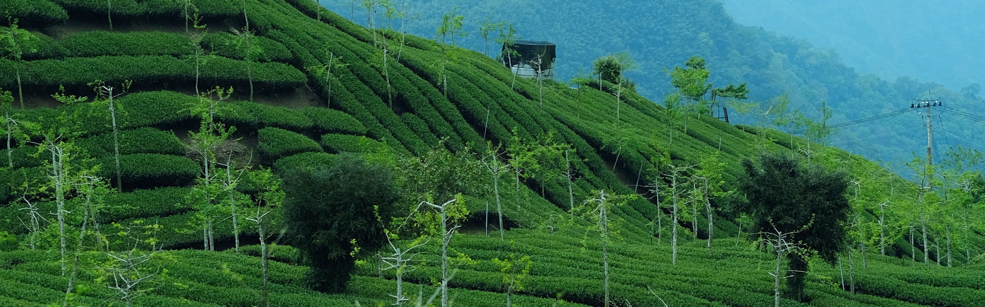 横州茉莉 · 有机种植 · 科学制茶
